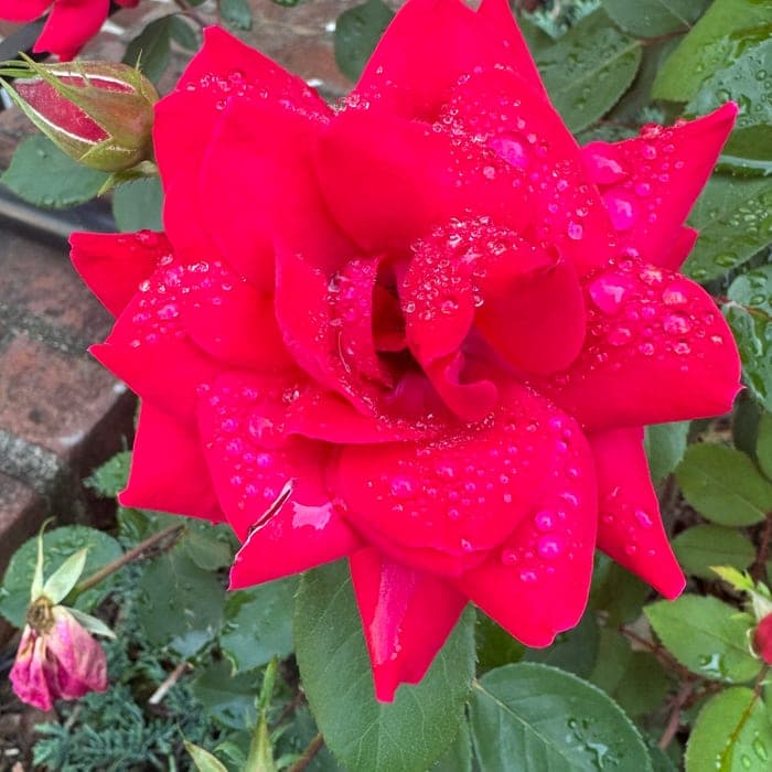 A deep red rose in full bloom, petals beaded with rain.