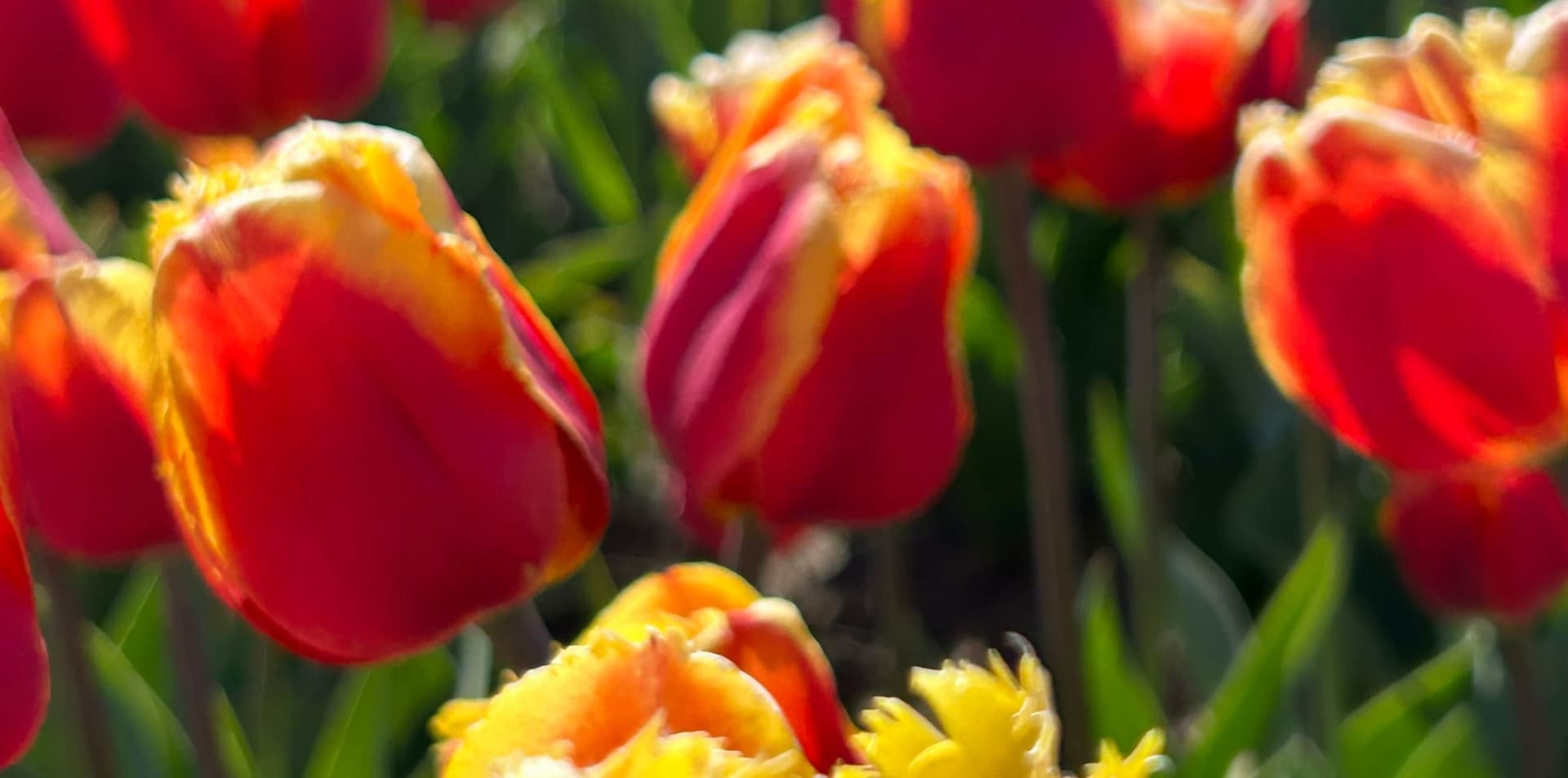 Rows of red and yellow tulips in soft focus.