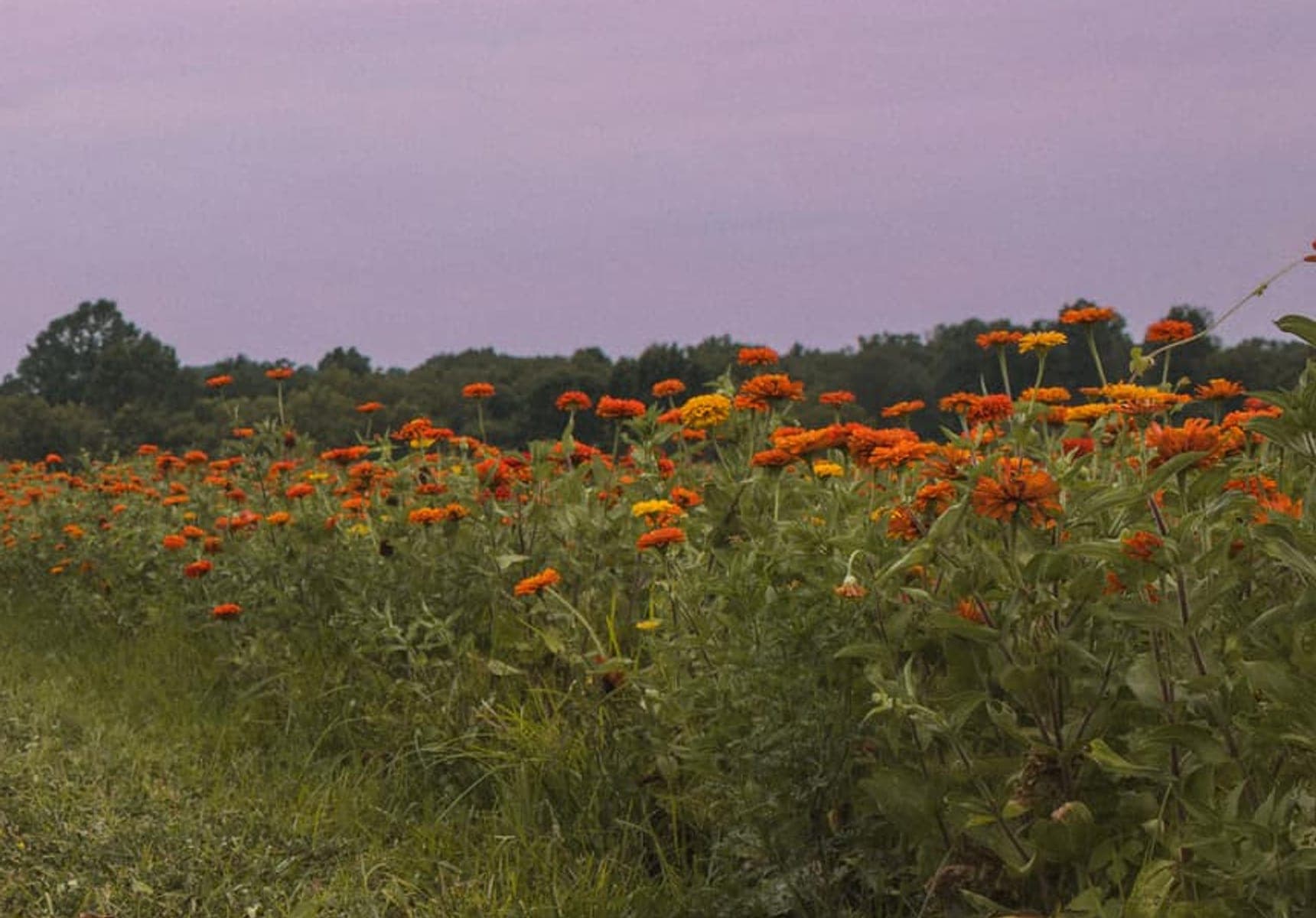 Rows of orange and yellow marigolds in a field at dusk, under a violet sky.