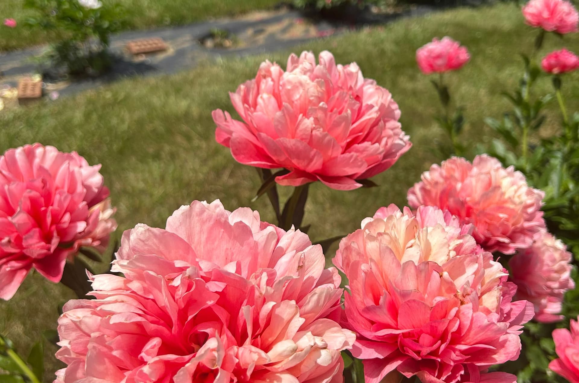 Coral peonies in bloom in the foreground of a flower garden, with rows of roses behind them.