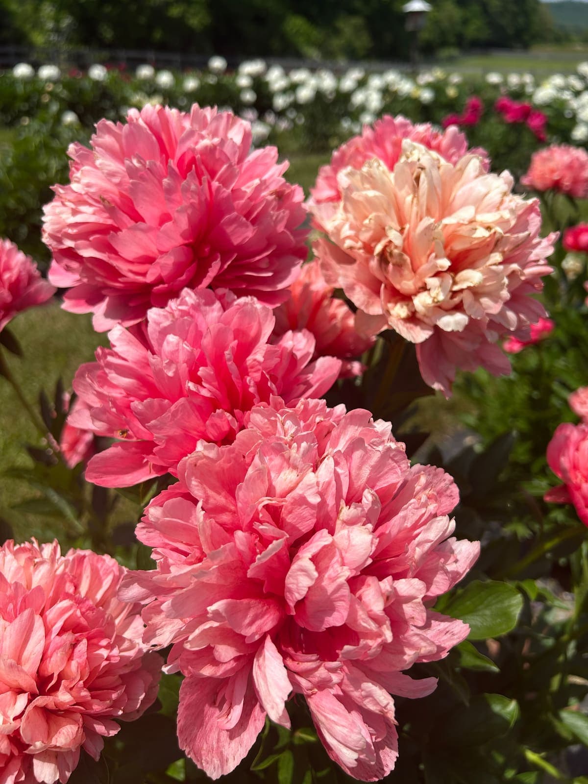 A close cluster of coral and cream peonies in full bloom.