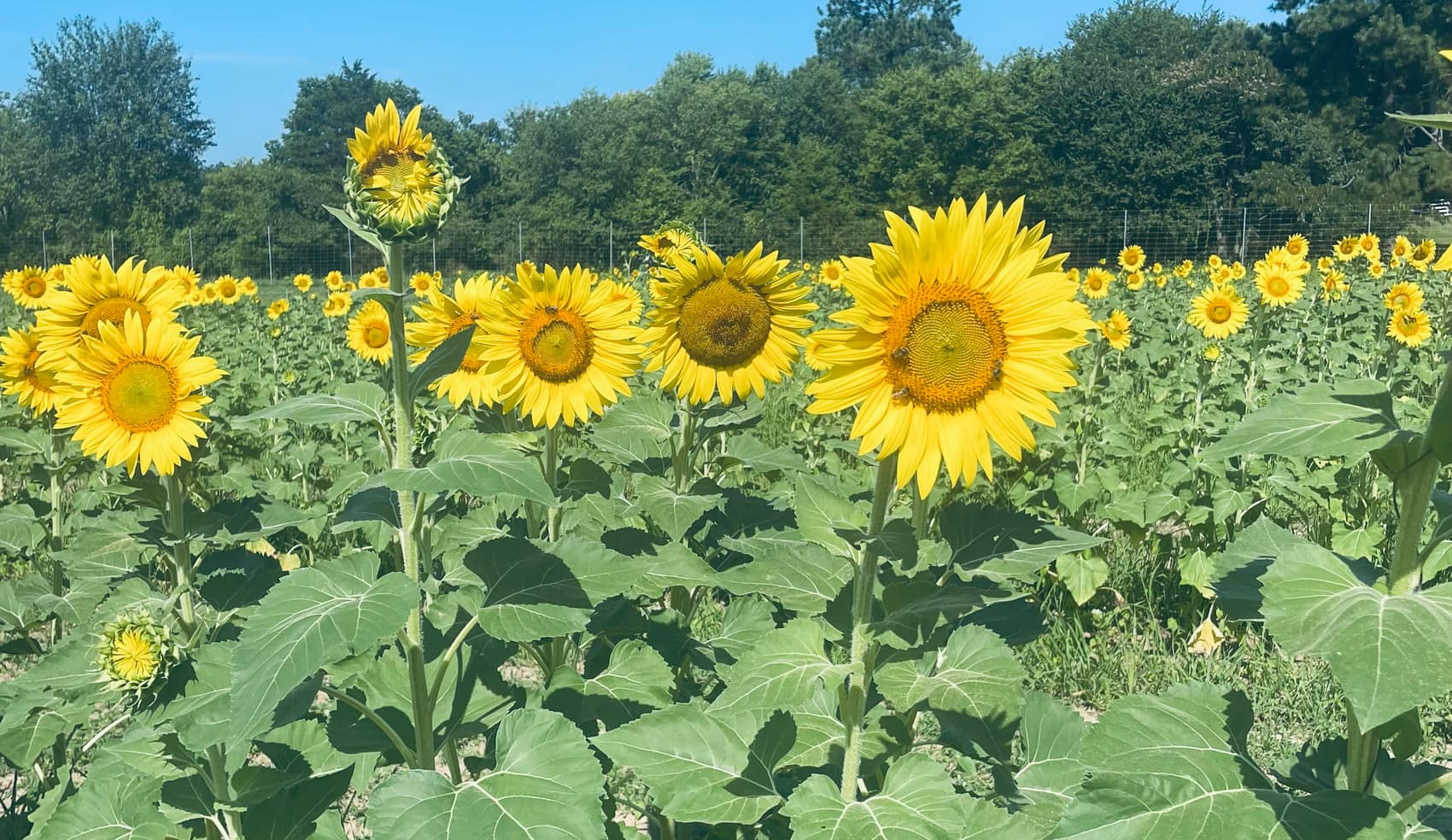 A field of sunflowers in full bloom under a clear blue sky.