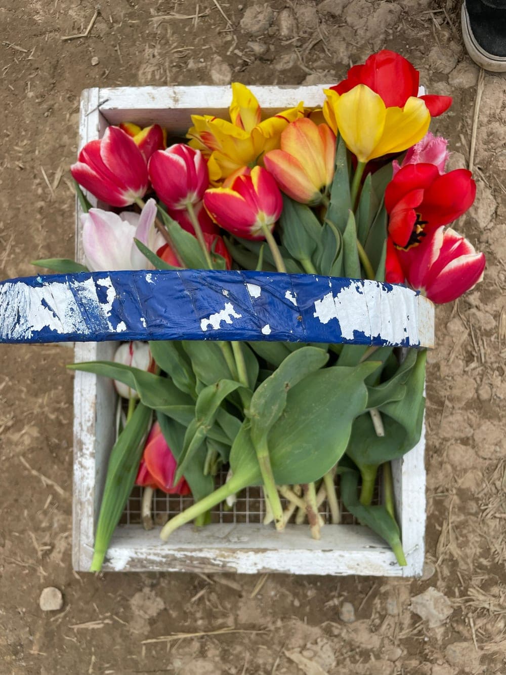 A white wooden crate holding an armful of fresh-cut tulips.