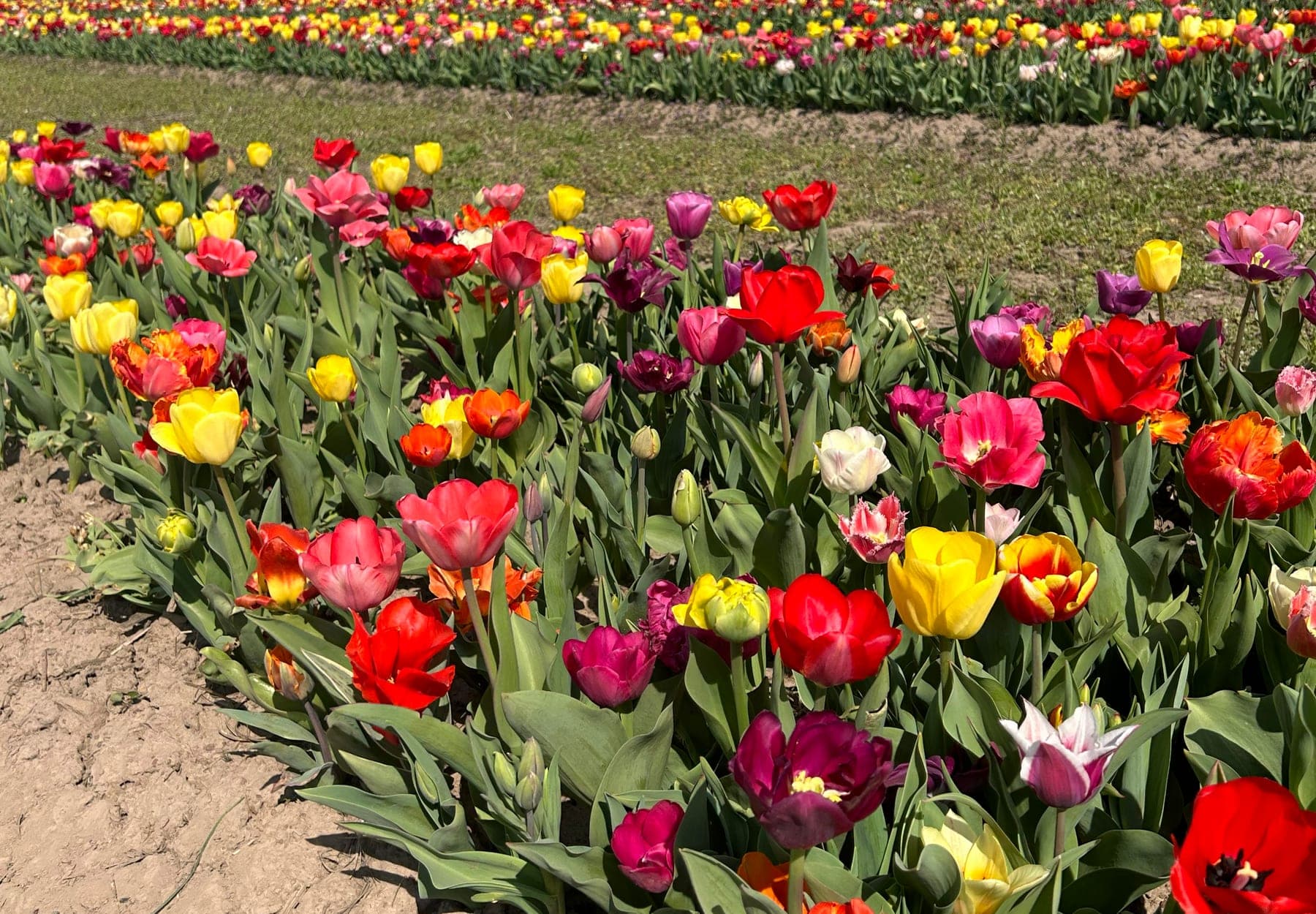 A dirt path running alongside rows of tulips in every colour.