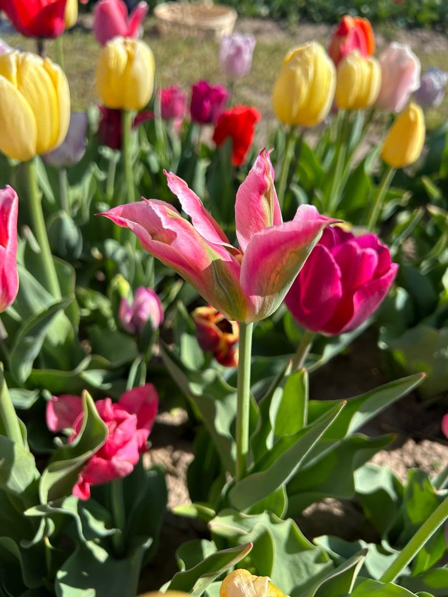 A single pink lily-flowered tulip standing above a soft field of blooms.