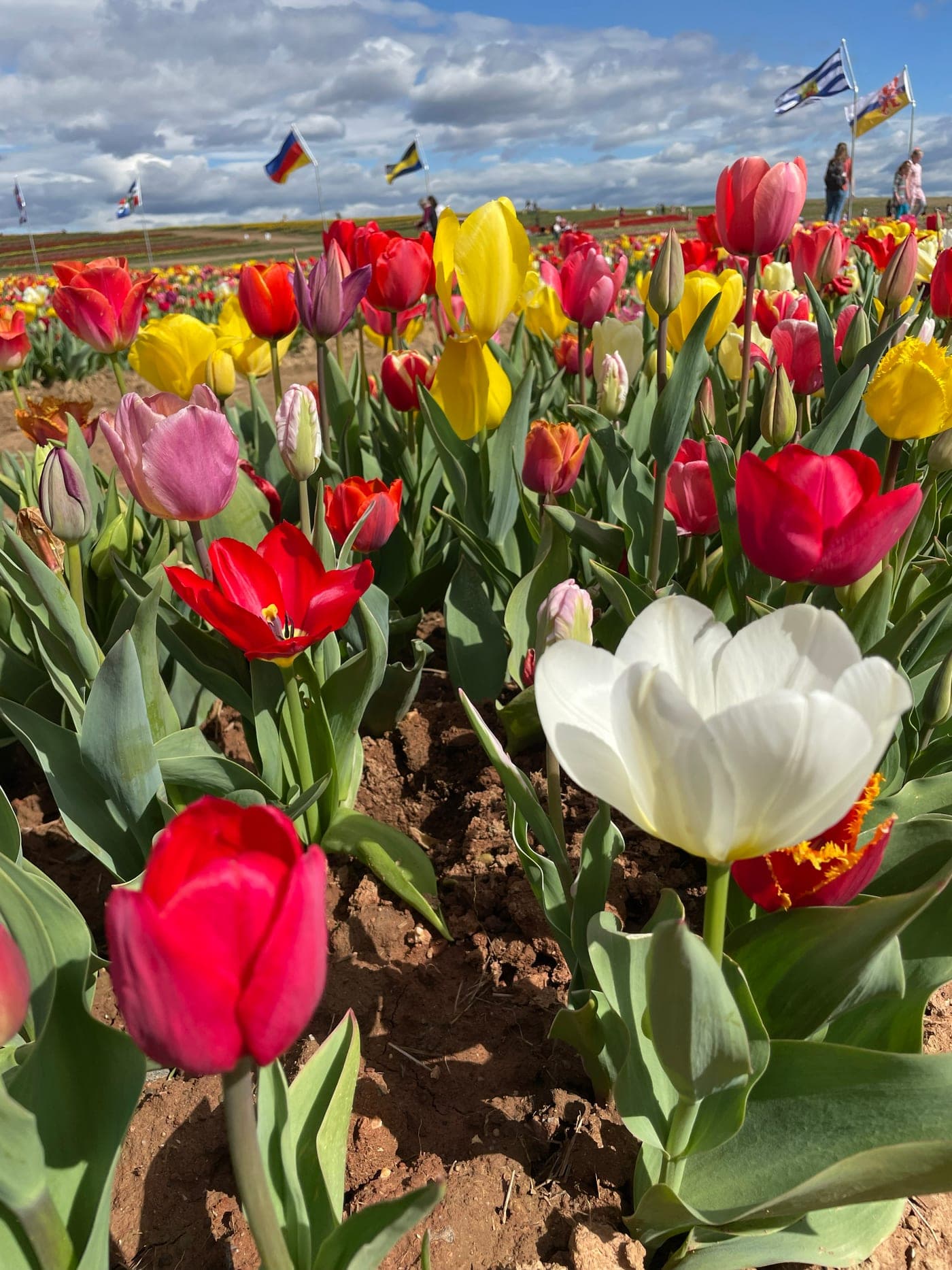 A white tulip open among rows of red, pink and yellow tulips.